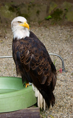 Bielik amerykański © justaa