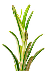 Isolated rosemary sprig