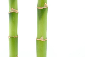 Fototapeta premium deux bambous