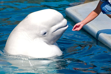 Beluga (White Whale)
