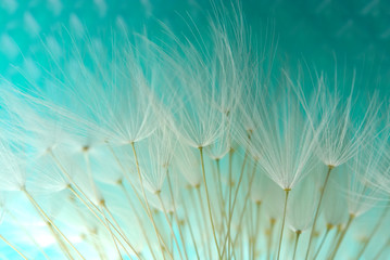 dandelion seeds agains blue background