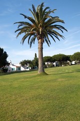 Fototapeta na wymiar Palm tree on a garden in Algarve.