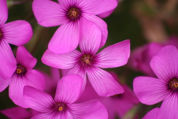 violet flowers