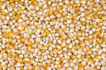 Popcorn Grain