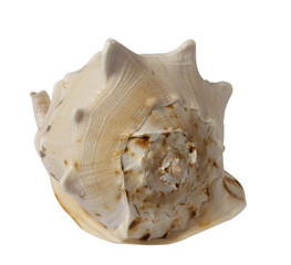 sea souvenir a cockleshell