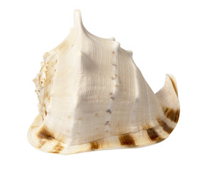 sea souvenir a cockleshell