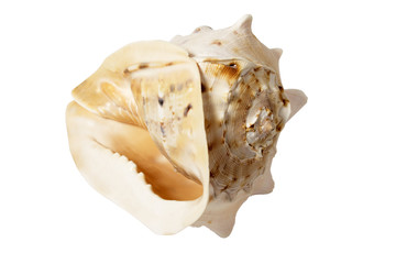 Naklejka premium sea souvenir a cockleshell