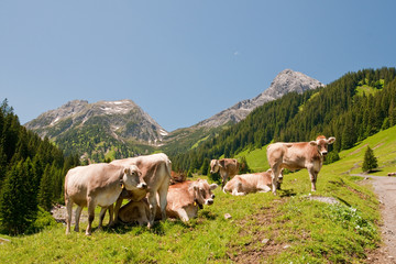 Fototapeta na wymiar Kühe auf der Alm