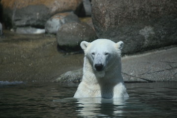 eisbär