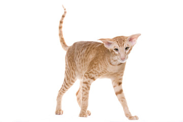 Oriental siamese cat