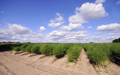 Spargel Feld im Sommer