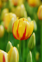 tulip - color - flower