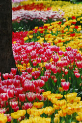Tulip - color - flower