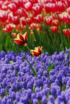 tulip - color - flower