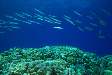 Fototapeta na wymiar Ławica Yellowtail Barracuda pływa na Coral Reef