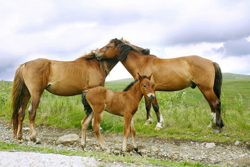 Fototapeta na wymiar Konie rodziny