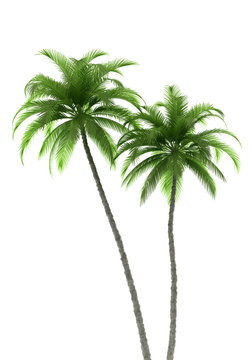 two palm trees isolated on white background with clipping path