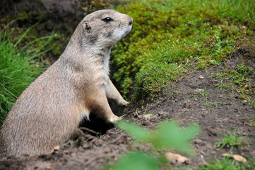 Murmeltier im Erdloch II
