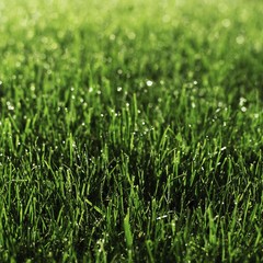Gras