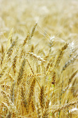 Golden wheat