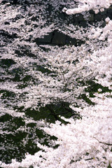サクラ