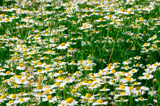 Summer meadow