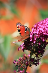 Papillon sur un arbre