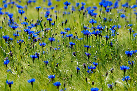 Grainfield with cornflowers