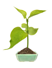 green sprout in the ceramic flower pot . (isolated)