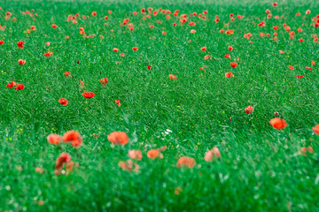 Red poppy field