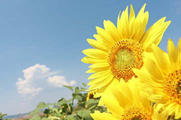 Obraz premium Sunflower on blue sky