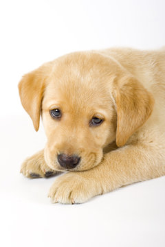 closeup of a labrador retriever puppy