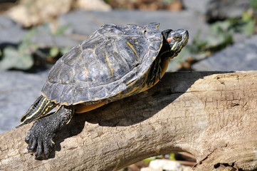 Tortue de Floride sur une branche