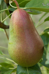 Pear on branch