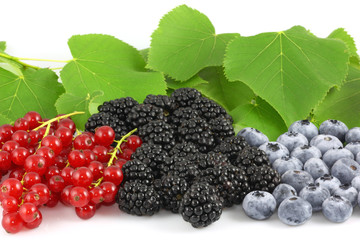 ribes more mirtilli © Maurizio Targhetta