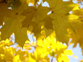 Obraz premium yellow autumnal leaves