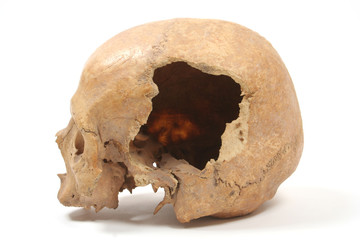 Skull isolated