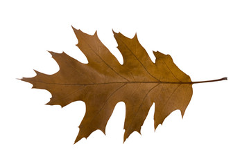 oak leaf, clipping path