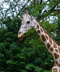 giraffe