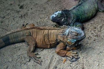 iguana lizards