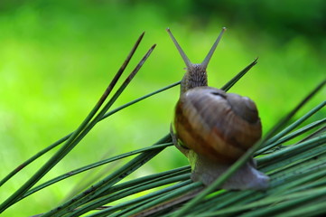 Snail