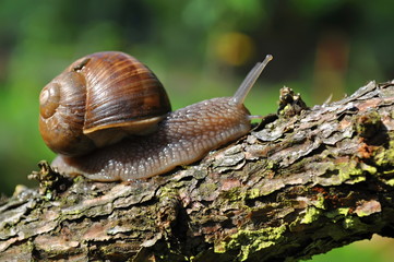 Snail