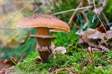 Fungi, mushrooms in a forest