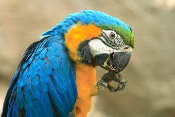 parrot
