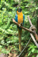 parrot