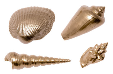 golden sea shells