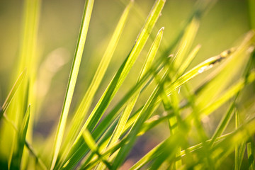 Fresh green grass