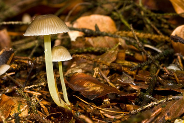 Fungi, mushrooms in a forest