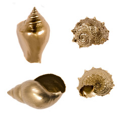 golden sea shells