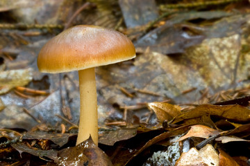 Fungi, mushrooms in a forest